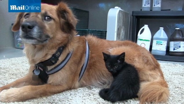 hurricane katrina rescue dog boots takes job as a nanny in a kitten nursery daily mail online