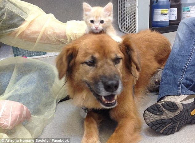 hurricane katrina rescue dog named boots takes new job as a nanny in a kitten nursery