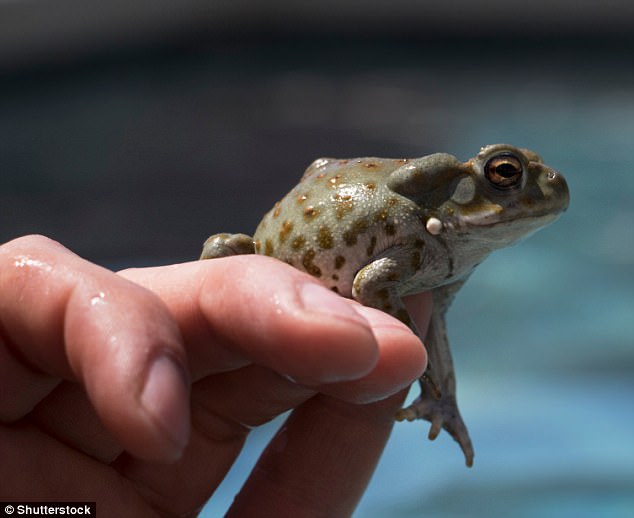 in fifties britain injecting a small toad was seen as the most reliable pregnancy test