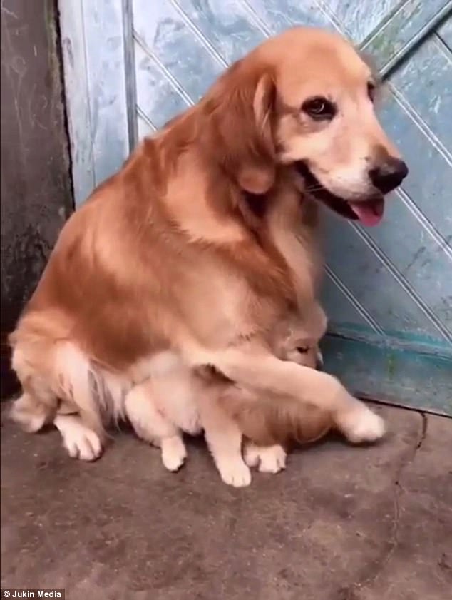 it seems something suspicious may have happened as the parent is seen shielding the pup