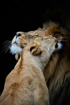 king and queen angels on earth pinterest lions queens 2