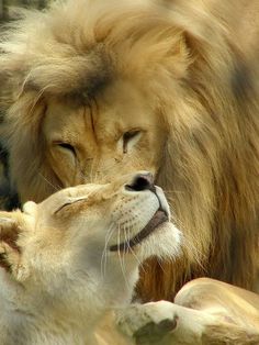 king and queen angels on earth pinterest lions queens