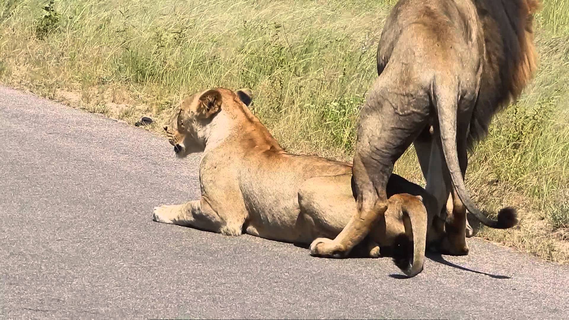 kruger national park lion porn youtube