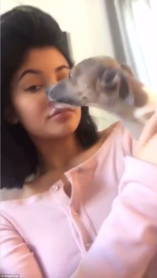 kylie jenner could face investigation of animal cruelty daily