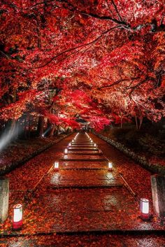kyoto japan via dye it red takahiro bessho autumn leaves