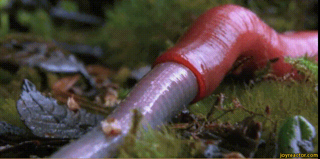 link to the gif worm sfw