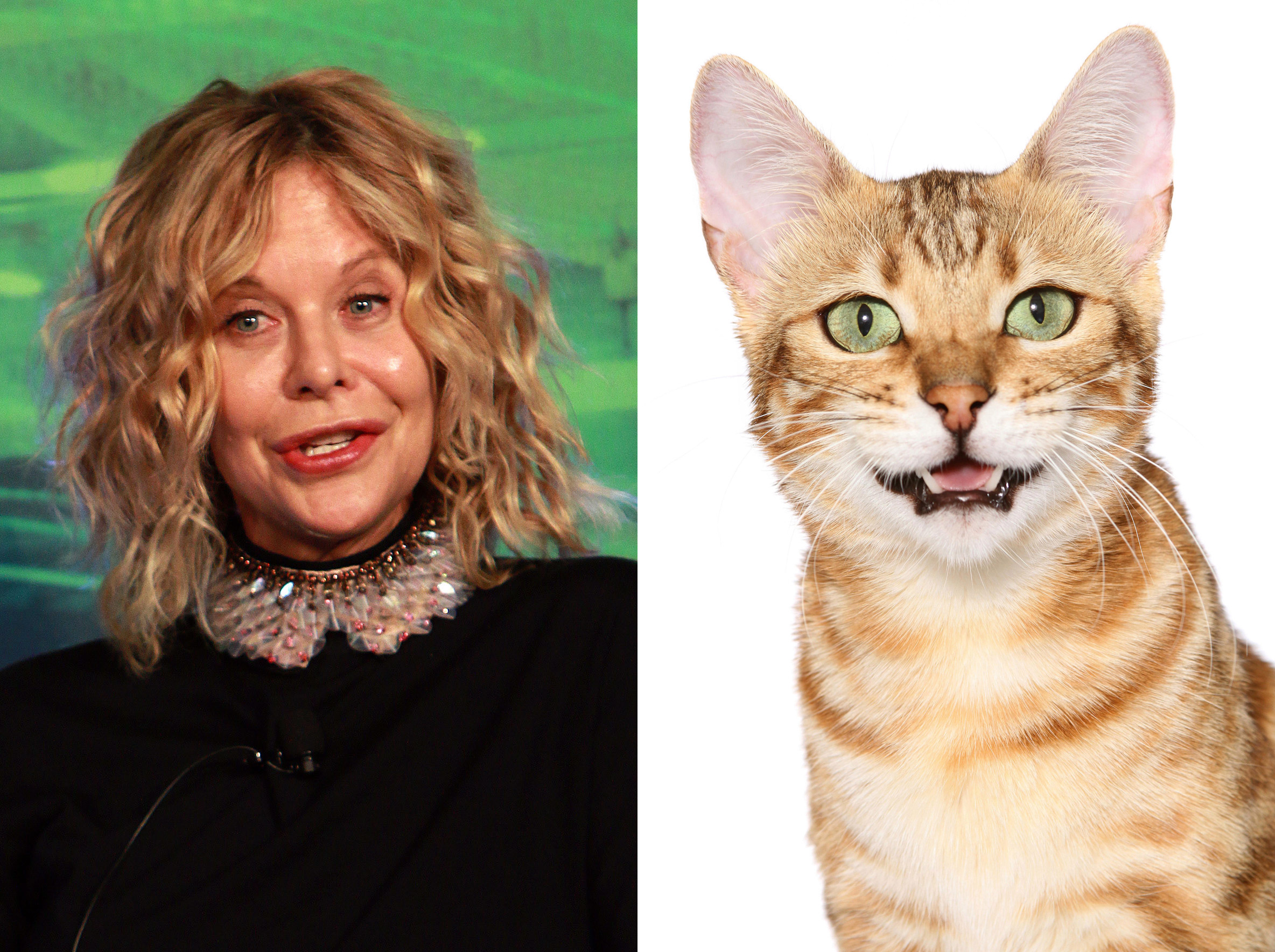 meg ryan katie price and carla bruni look like cats after plastic