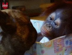 monkey and dog uzoo animals pets dogs orangutan bear cub