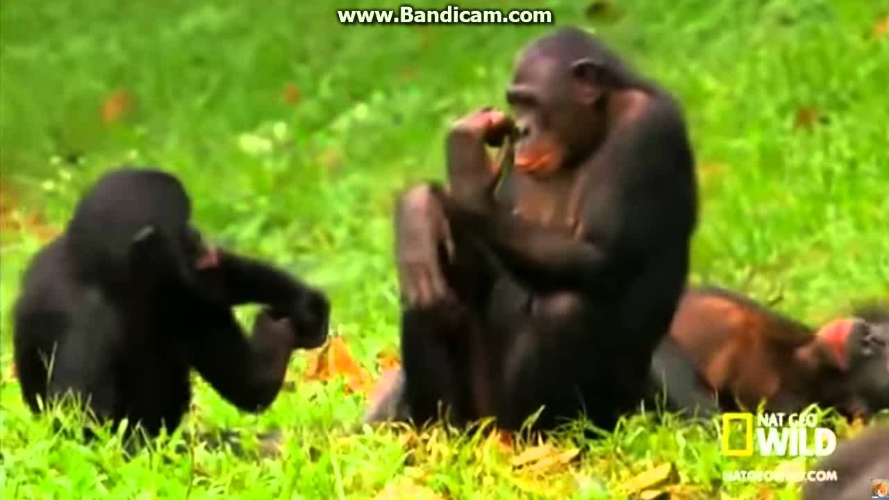 monkey porn youtube