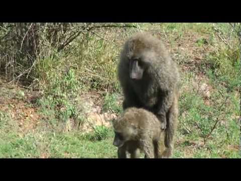 monkey sex youtube