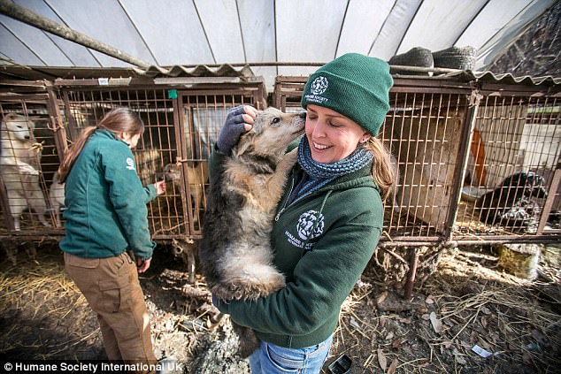more than dogs saved from a meat farm in south korea daily
