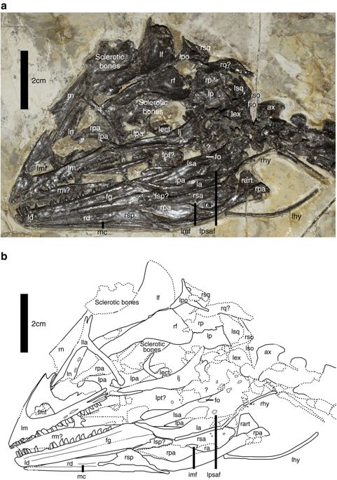 mosaic evolution in an asymmetrically feathered troodontid 2