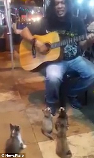 music lovers a quartet of enthralled kittens have been filmed watching a musician