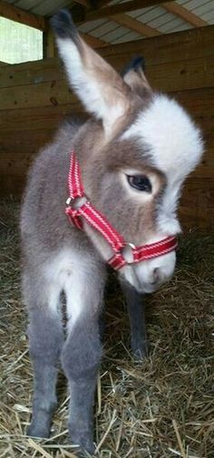 omg add this little one to list of future farm animals