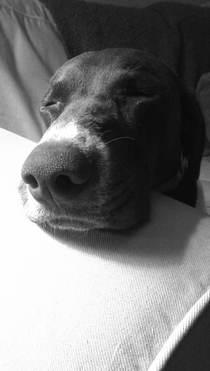 our baby girl month german shorthair pointer taking a little nap