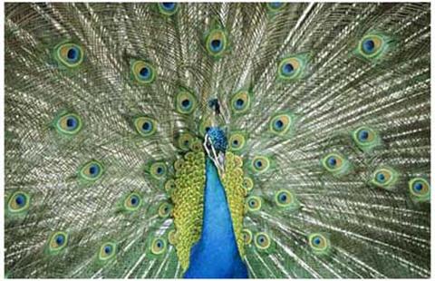 peacock plumage in bloom poster