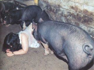 pigs gang bang a girl