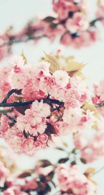 pretty in pink flowers pink blossoms vintage photography