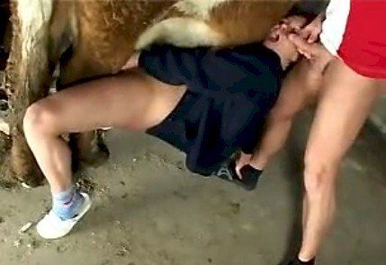 slut sucks the cock of ox while fucks with husband
