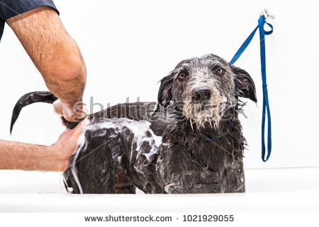 stock photo funny photo of dog with unhappy expression as a groomer expresses her anal glands