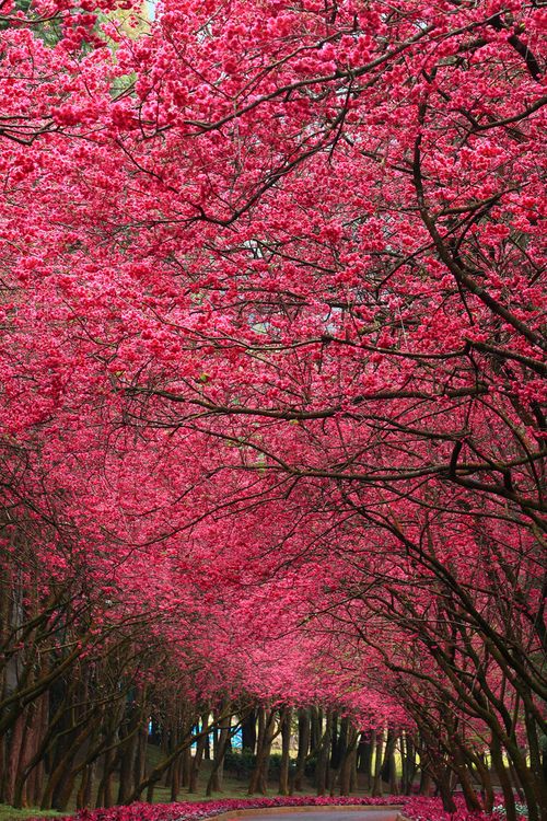 surprise randomness photos pink blossomblossom treessakura cherry