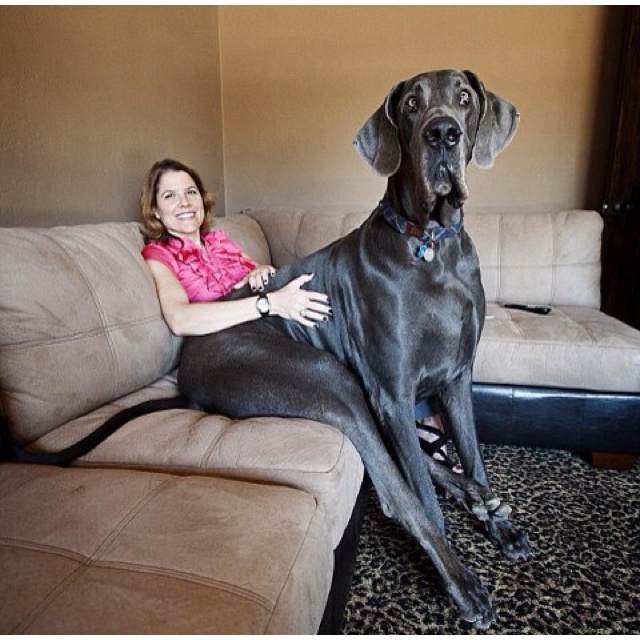tallest dog giant george a great dane from tucson ariz holds two world records tallest living dog and tallest dog ever