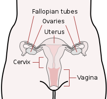 the human female reproductive system