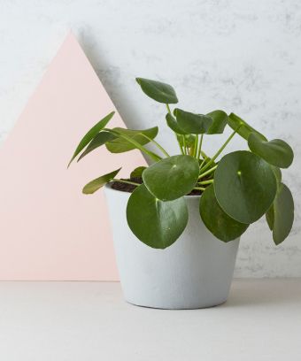 these are the best places to buy plants online