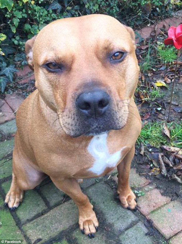 this is believed to be the staffordshire bull terrier type dog that killed archie
