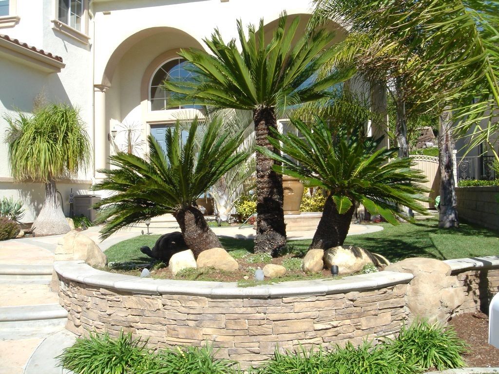 tropical front yard landscaping ideas with palm trees this