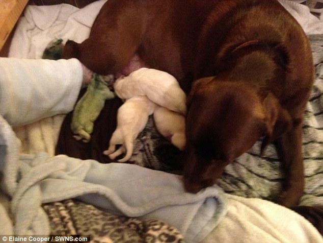 two year old mother milly had four male puppies and one girl during her