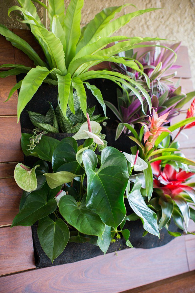 vertical gardening with tropical plants