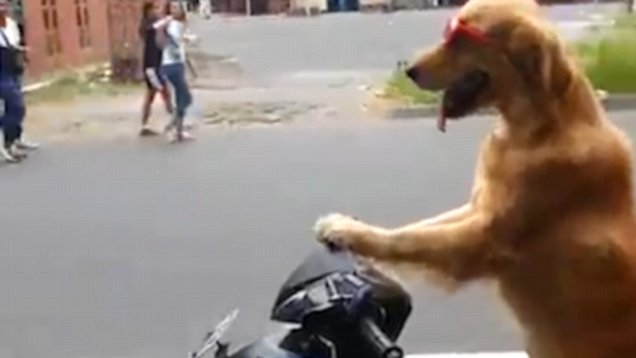 video shows moment a dog drives a scooter with its owner on the back daily mail online