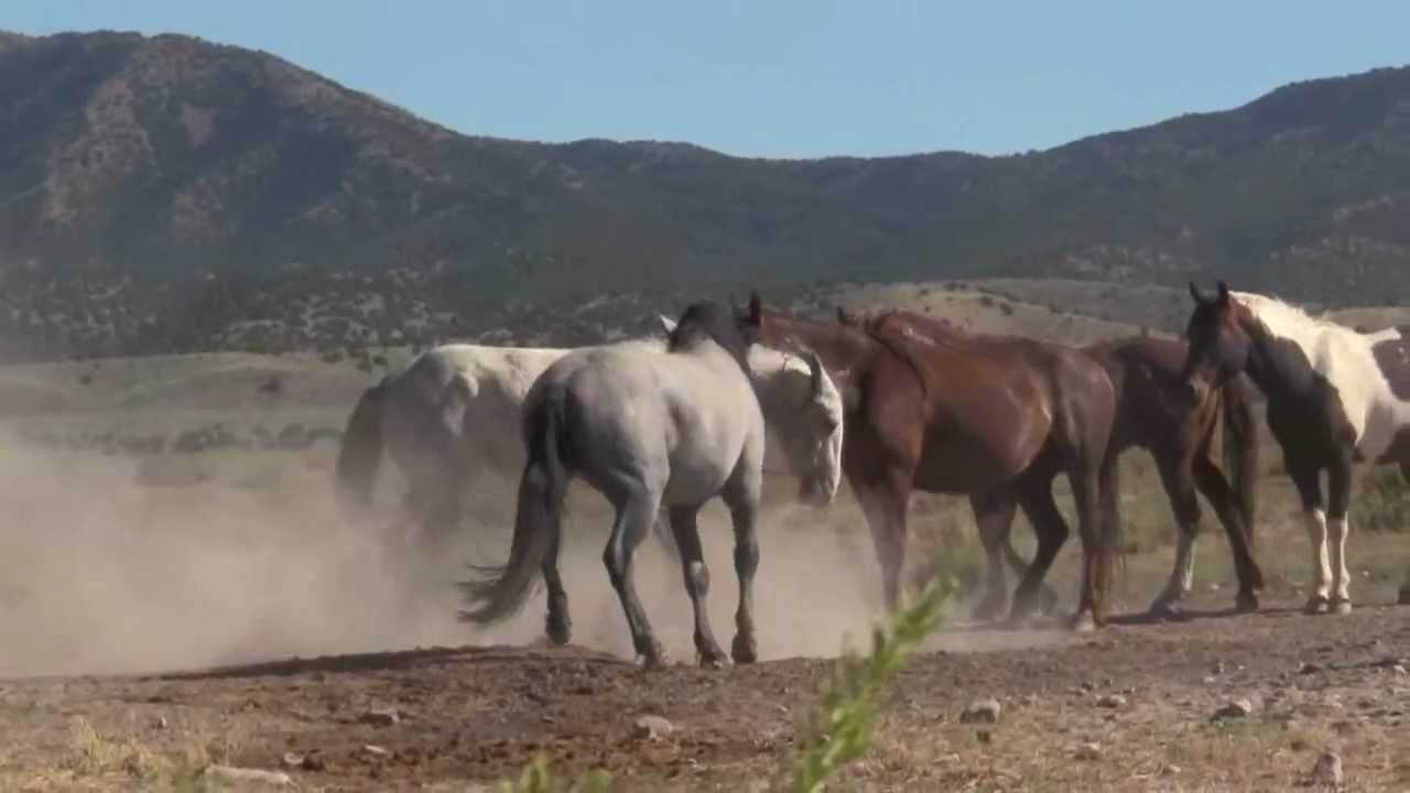 west desert mustang horse thoroughbred intercourse porn video youtube