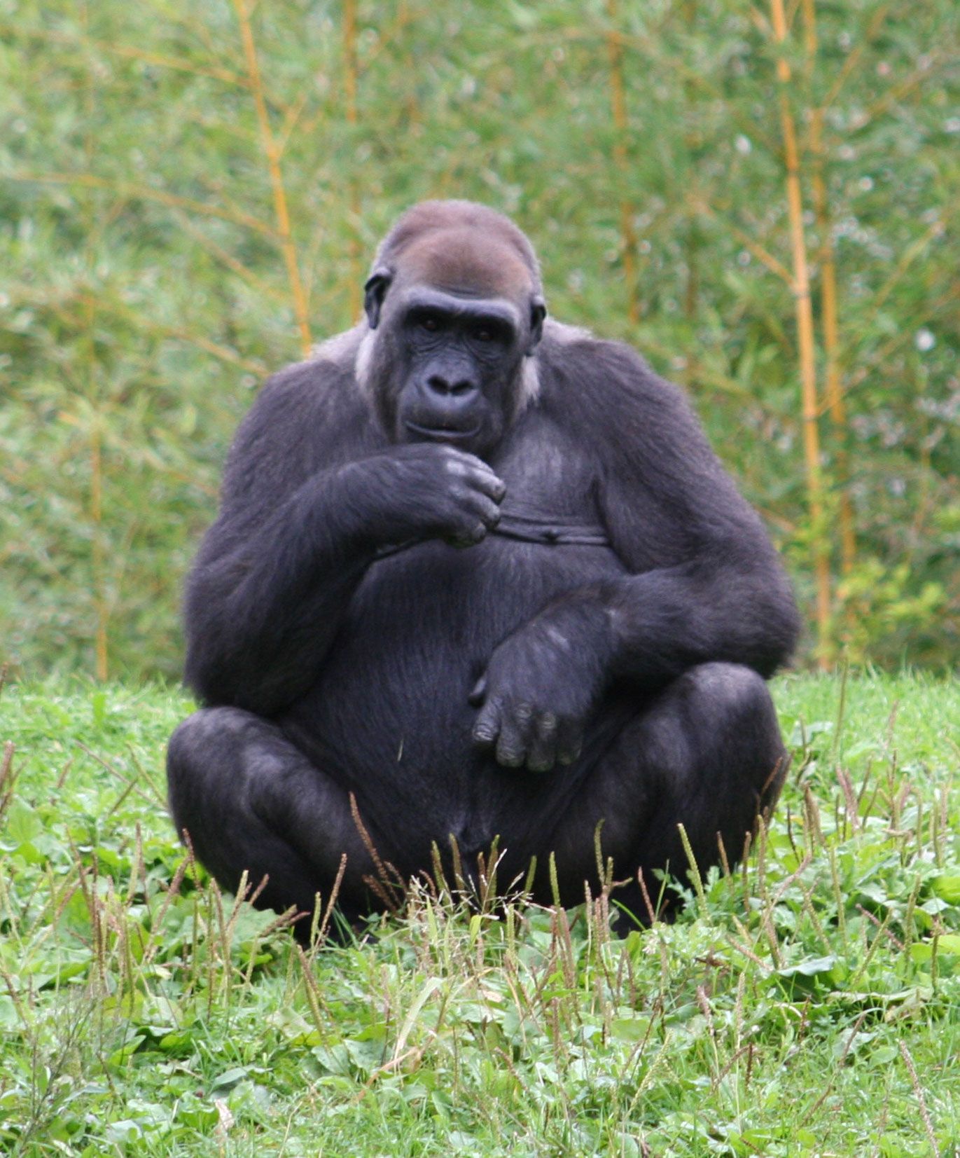 western lowland gorilla pittsburgh zoo primates pinterest