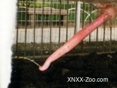 xnxx free zoo porn animal tube videos beastiality xxx 9