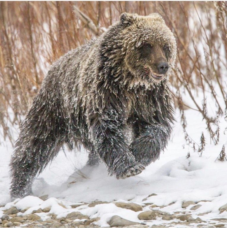 young grizzly bear awesome photo paul nicklen for national geographic